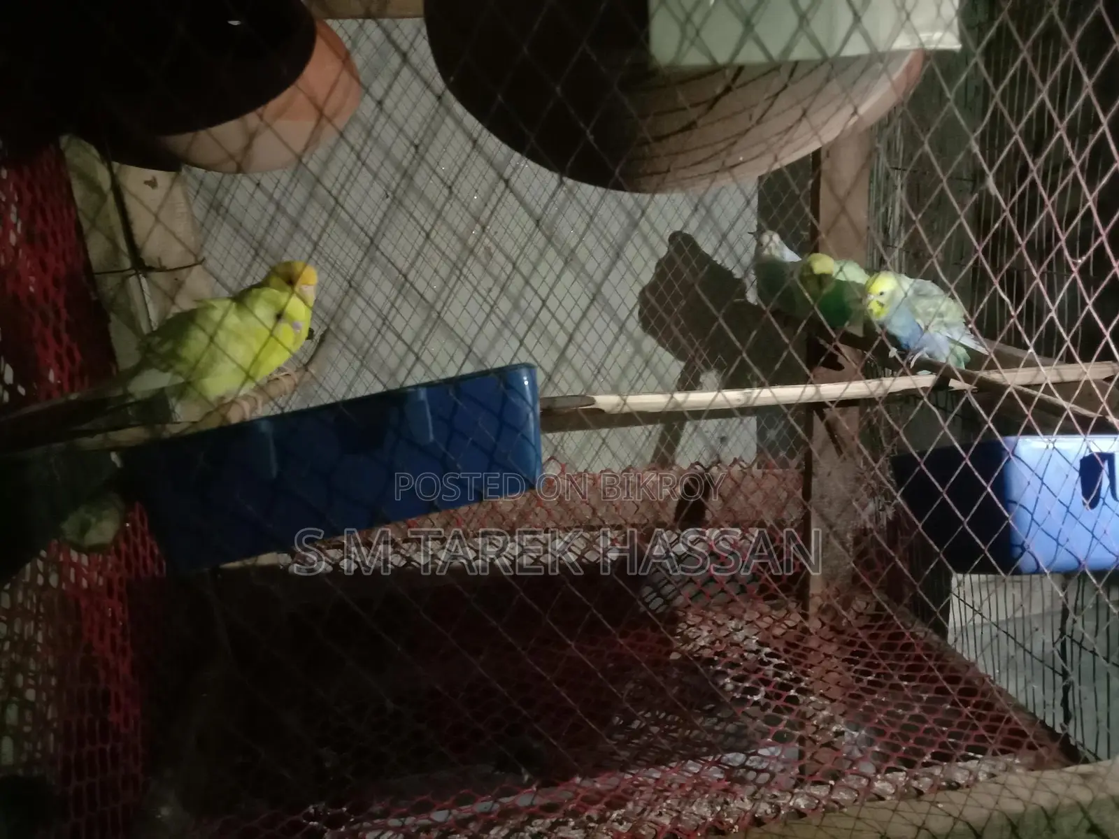 Budgie Lutino + Classic + Normal Rainbow