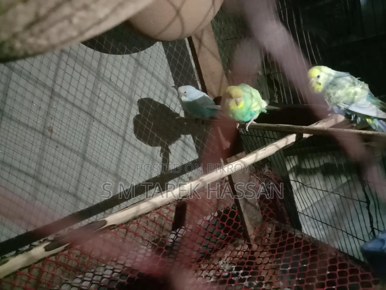 Budgie Lutino + Classic + Normal Rainbow