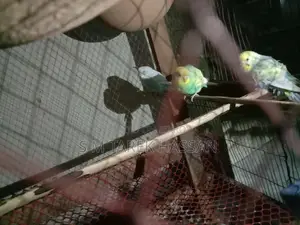 Budgie Lutino + Classic + Normal Rainbow