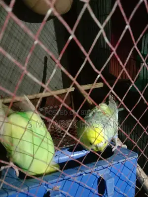 Budgie Lutino + Classic + Normal Rainbow