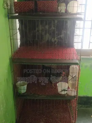 মুরগির খাচা