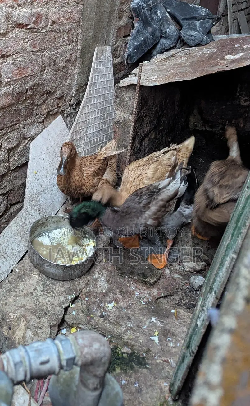 Native Ducks (Active Egg Layers)