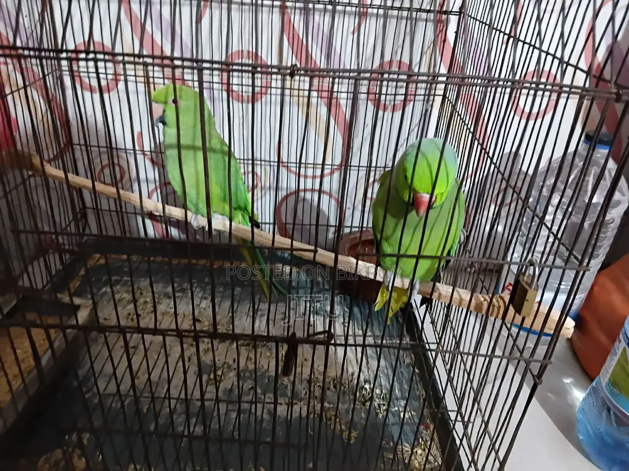 Indian Ringneck Parrot