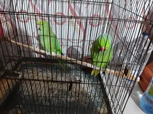 Indian Ringneck Parrot