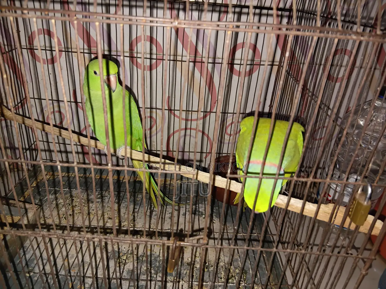 Indian Ringneck Parrot