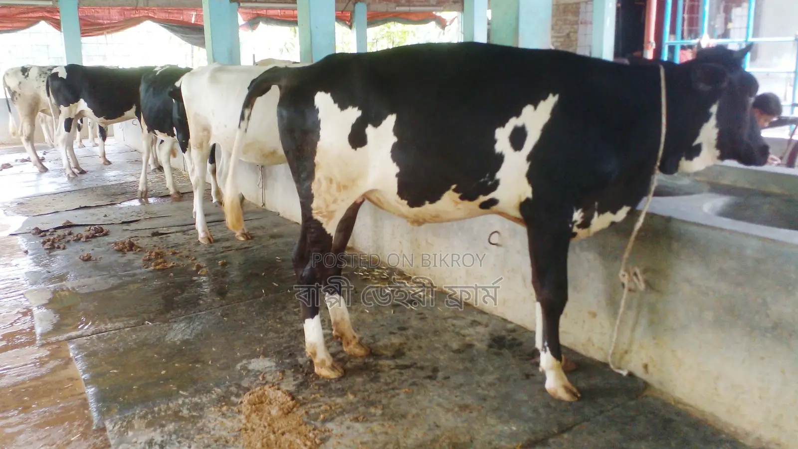 No. 1197, 5 Heifer Cows.