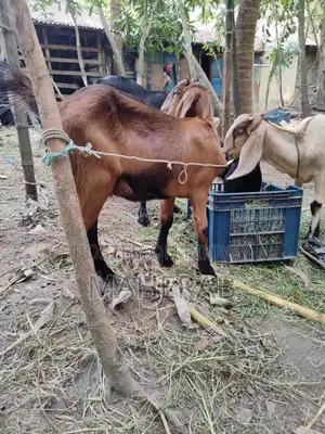 মেয়ে ছাগল