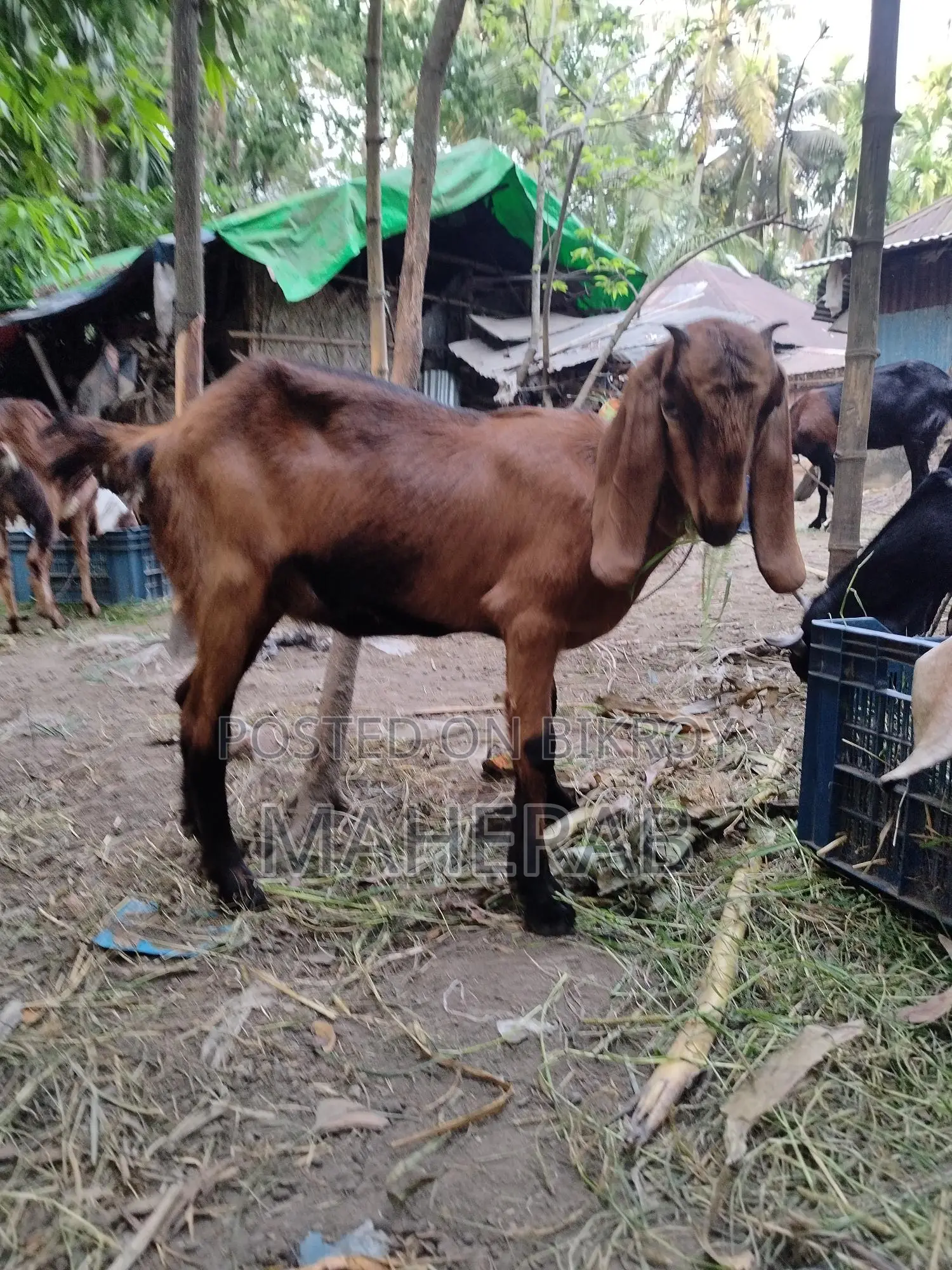 মেয়ে ছাগল