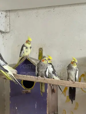 Male 10 Ta Ache Pakhi