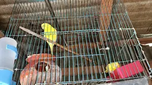 Love Birds Pair Male Female