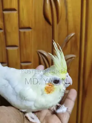ককাটেল বেবি