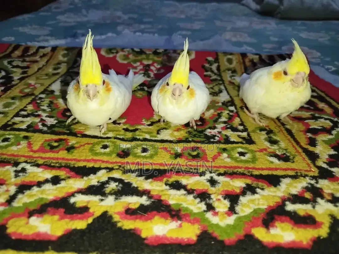 ককাটেল বেবি