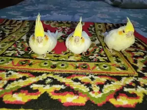 ককাটেল বেবি
