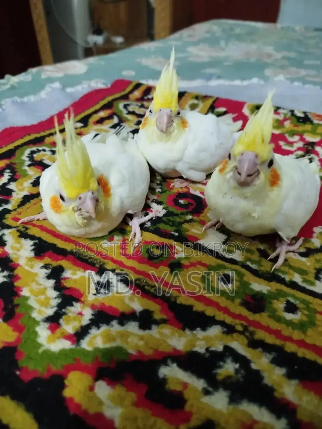 ককাটেল বেবি