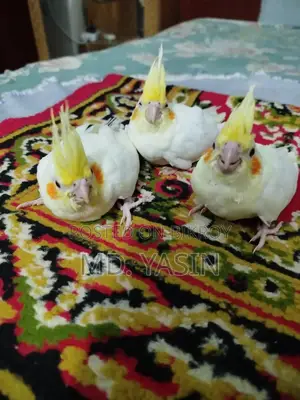 ককাটেল বেবি