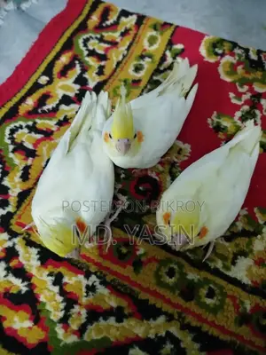 ককাটেল বেবি