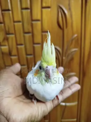 ককাটেল বেবি
