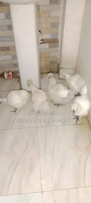 Silkie Chicks