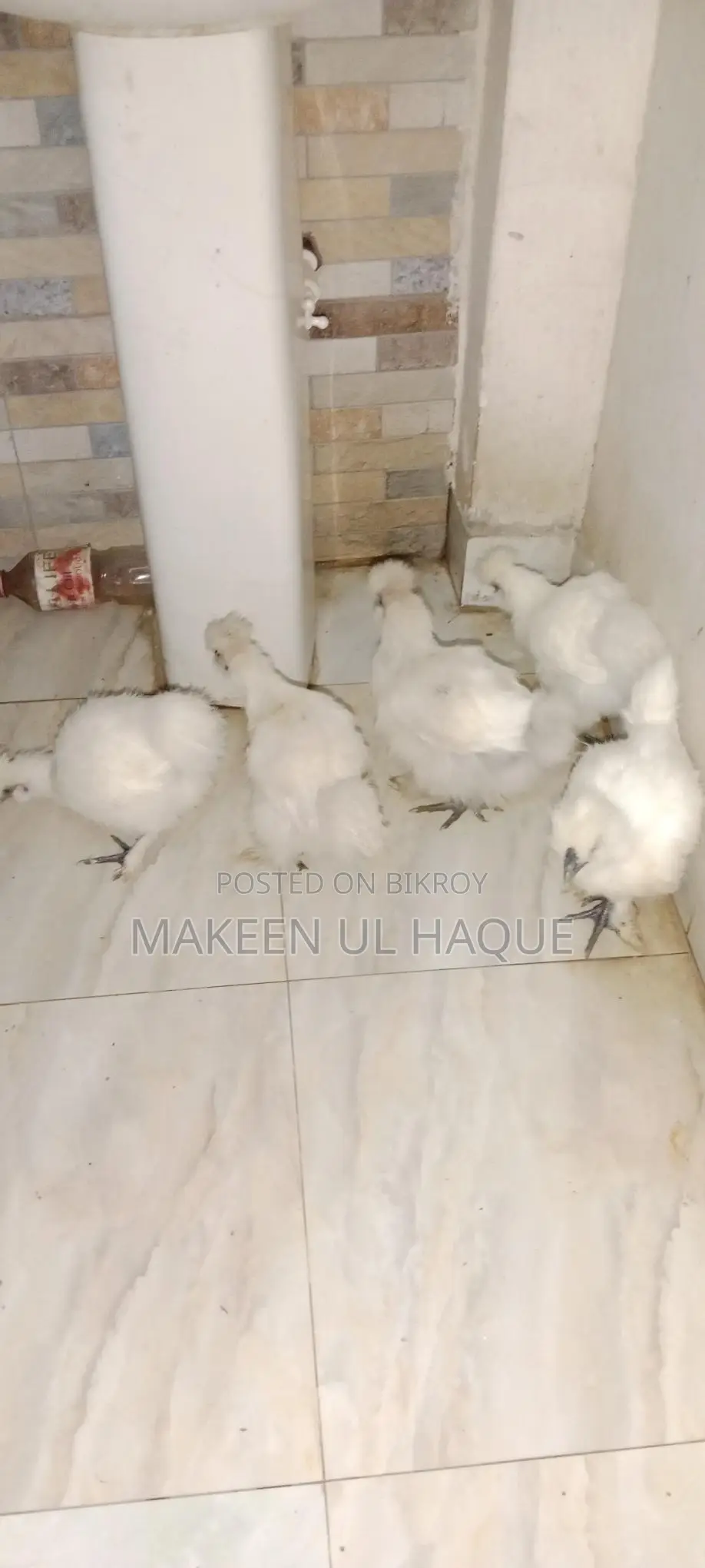 Silkie Chicks