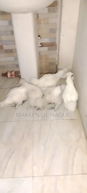 Silkie Chicks