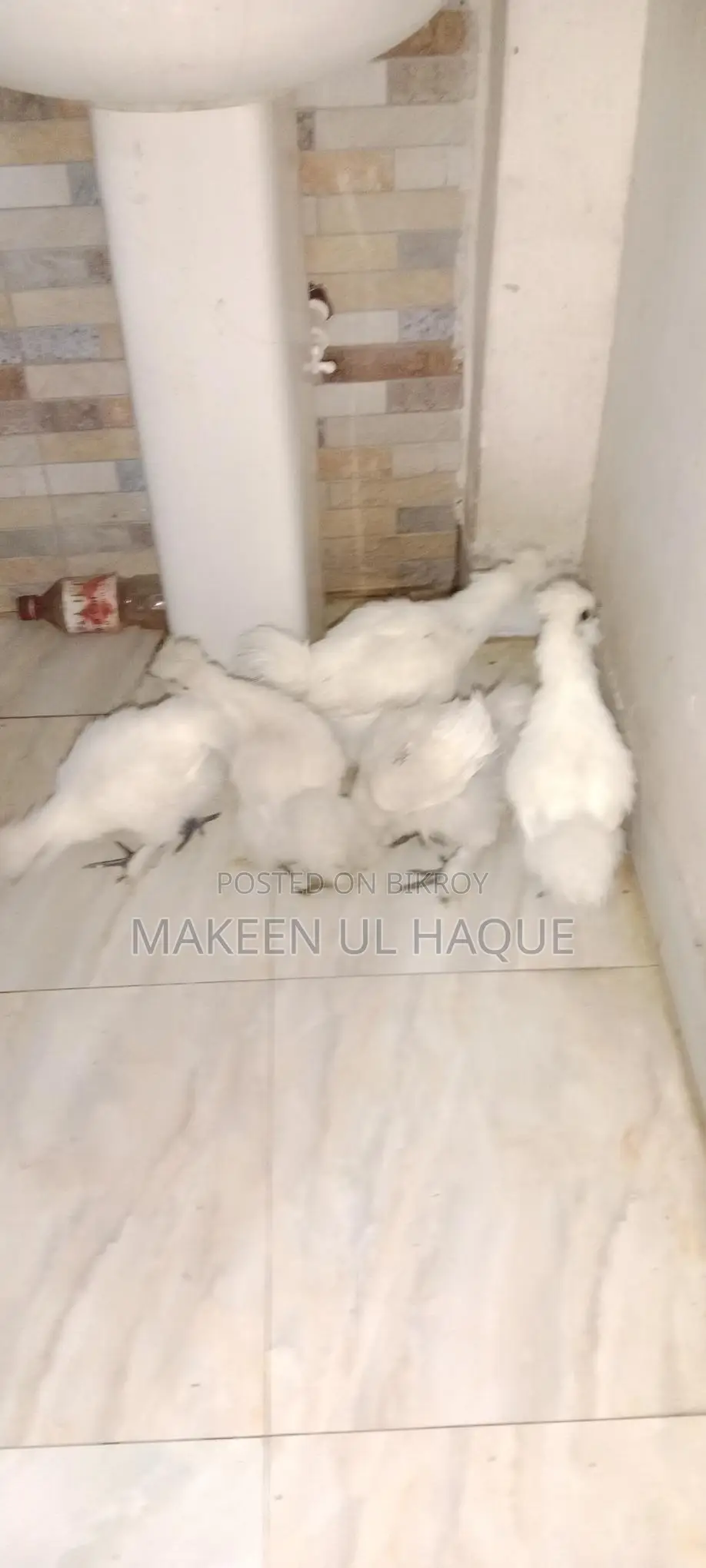 Silkie Chicks