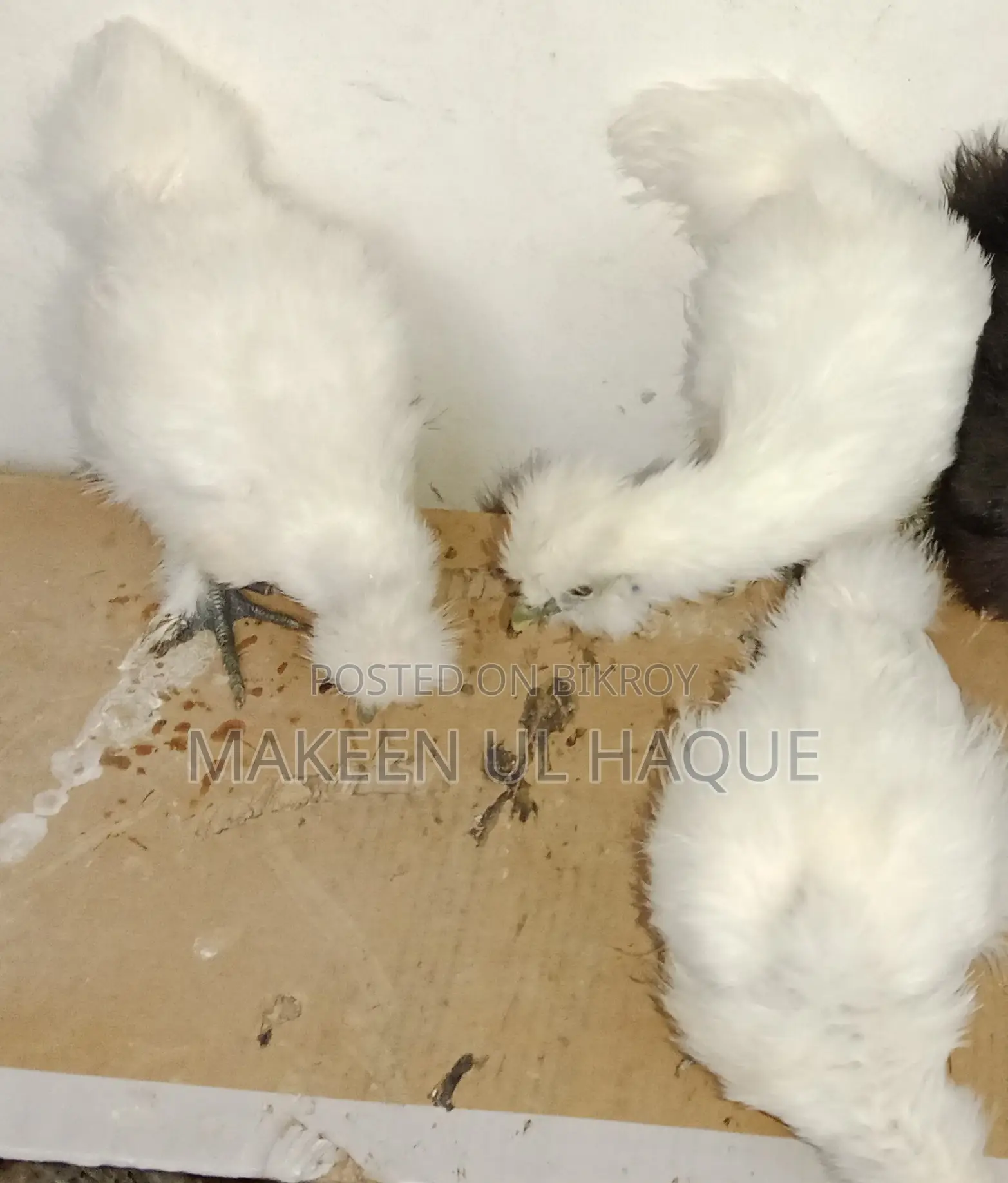 Silkie Chicks