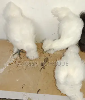 Silkie Chicks