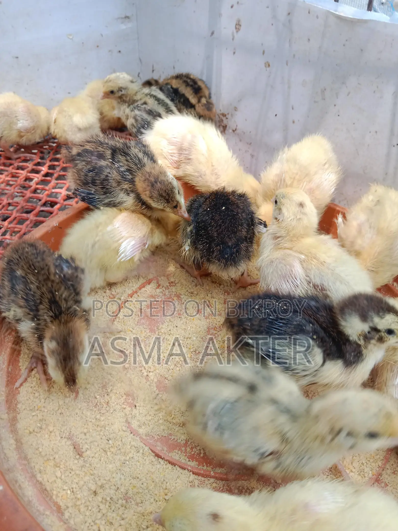 European White Giant Quail