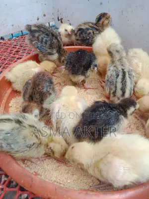 European White Giant Quail