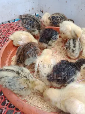 European White Giant Quail