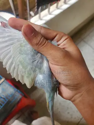 Df Gf Mouve Female