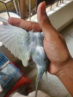 Df Gf Mouve Female