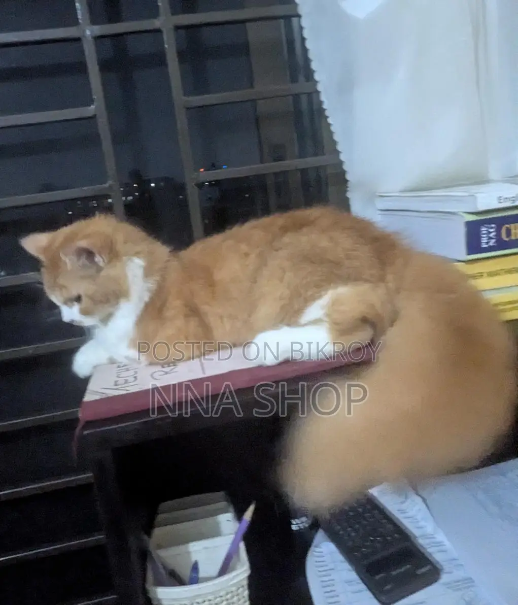 Persian Cat