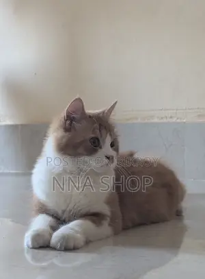 Persian Cat