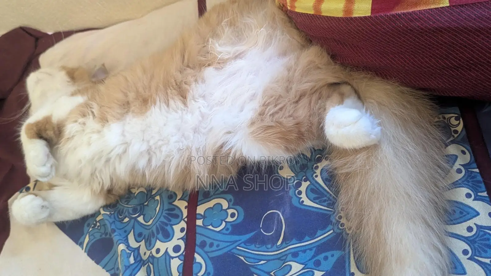 Persian Cat