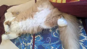 Persian Cat