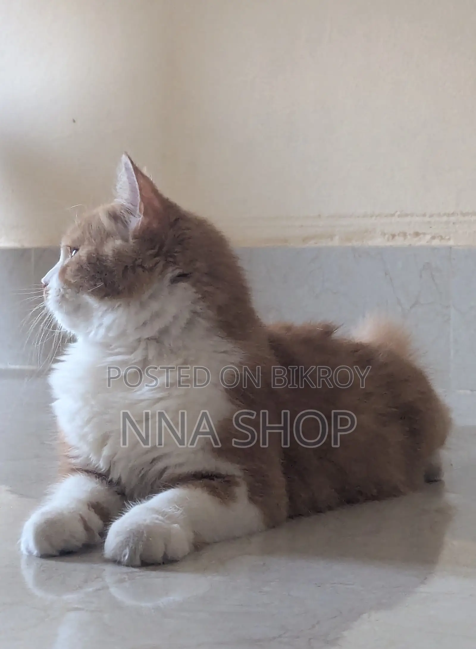 Persian Cat