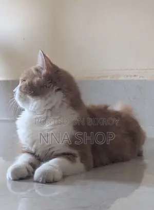 Persian Cat