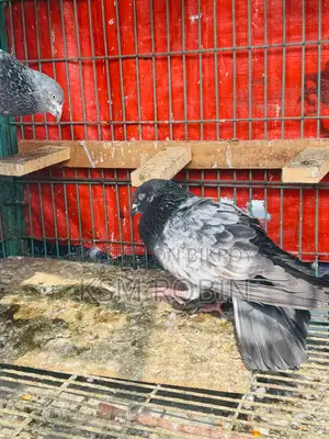 Male Pigeon
