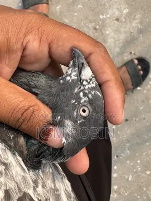নর কবুতর