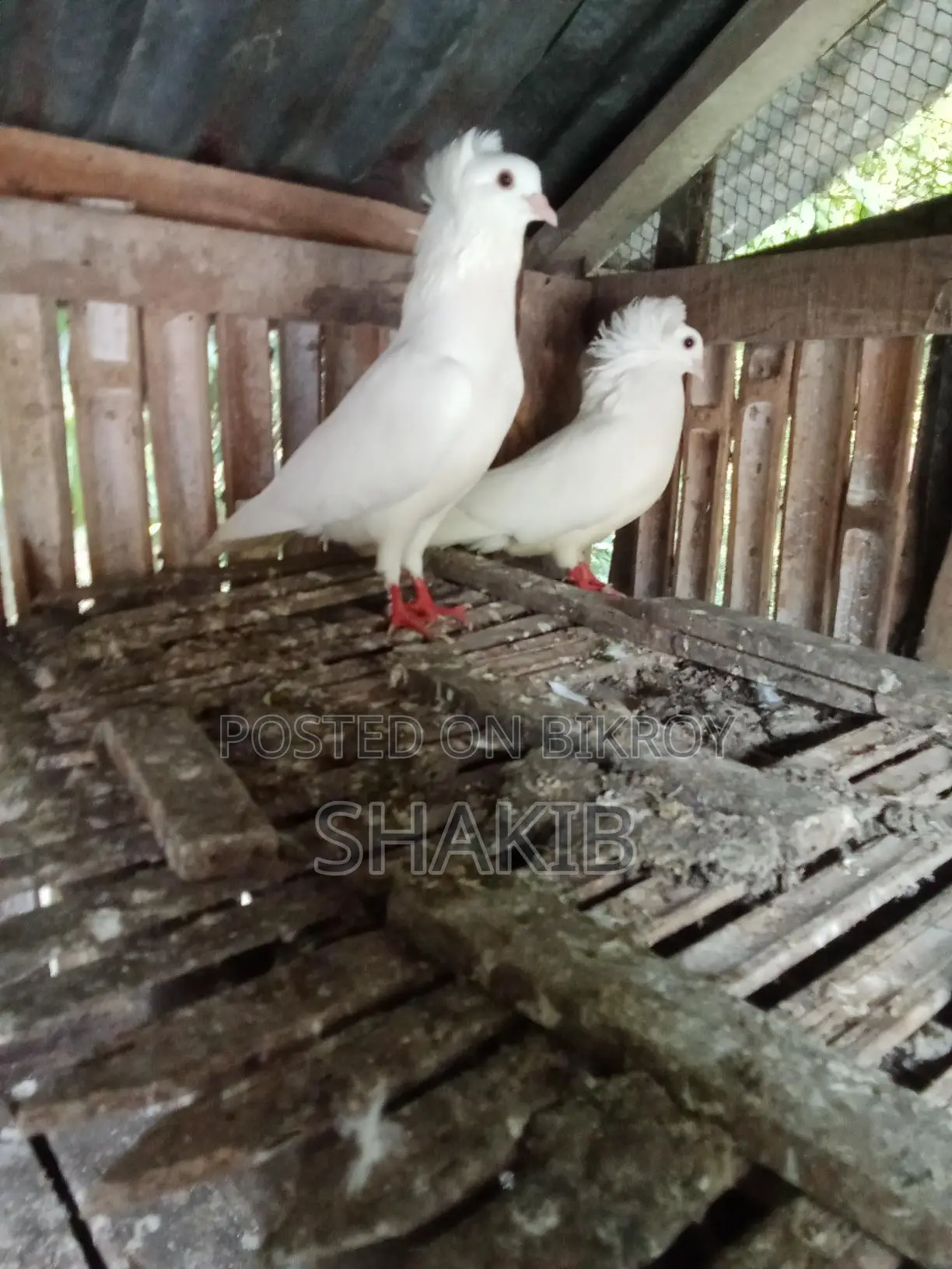 Bombay Pigeon