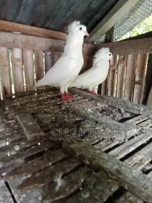 Bombay Pigeon