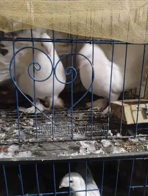 Pigeons for Sale