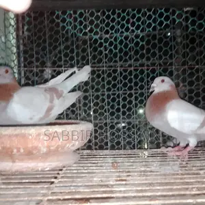 সুপার মিলি রেসার