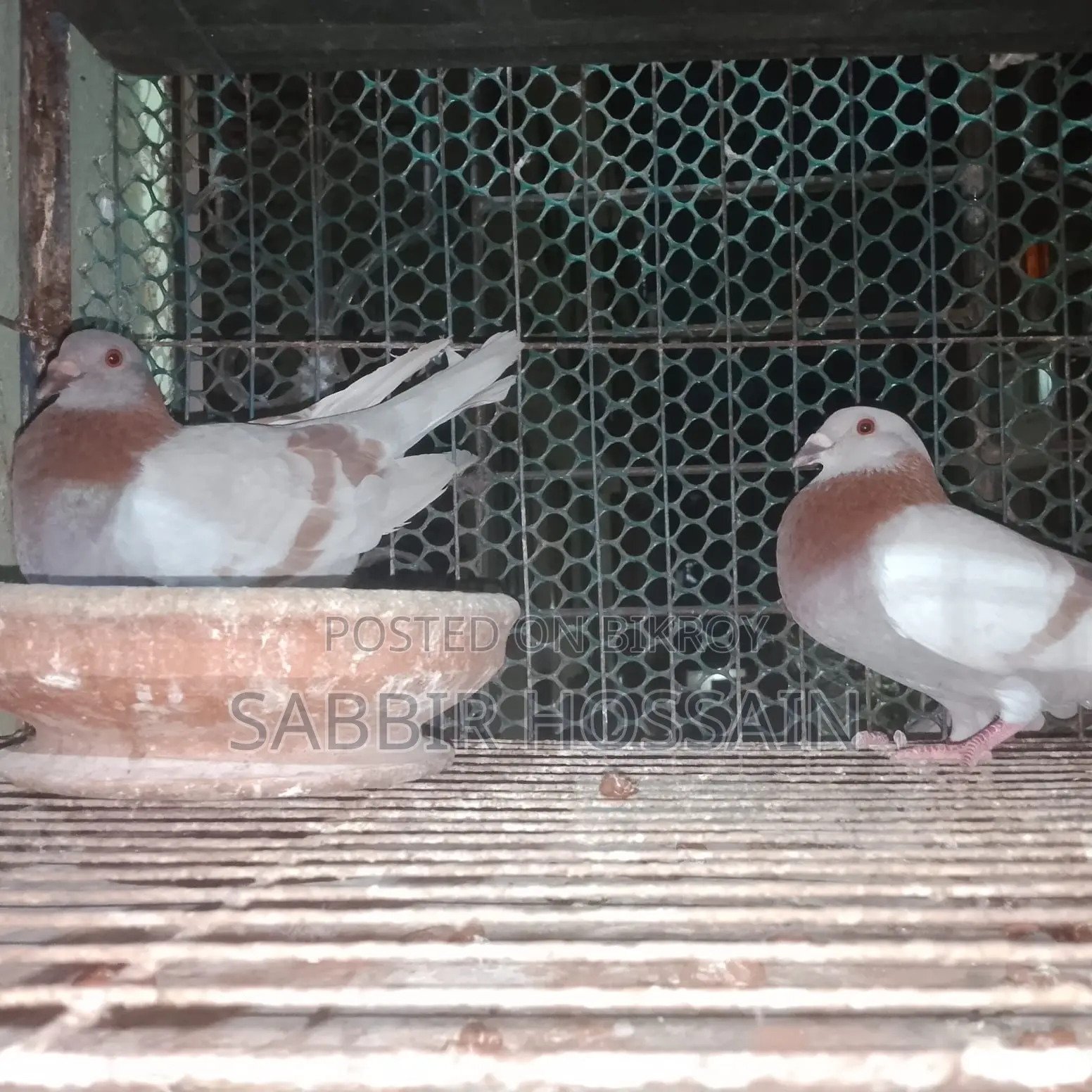 সুপার মিলি রেসার