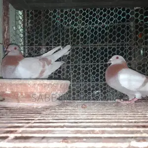 সুপার মিলি রেসার