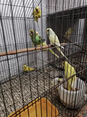 বাজরিগার পাখি