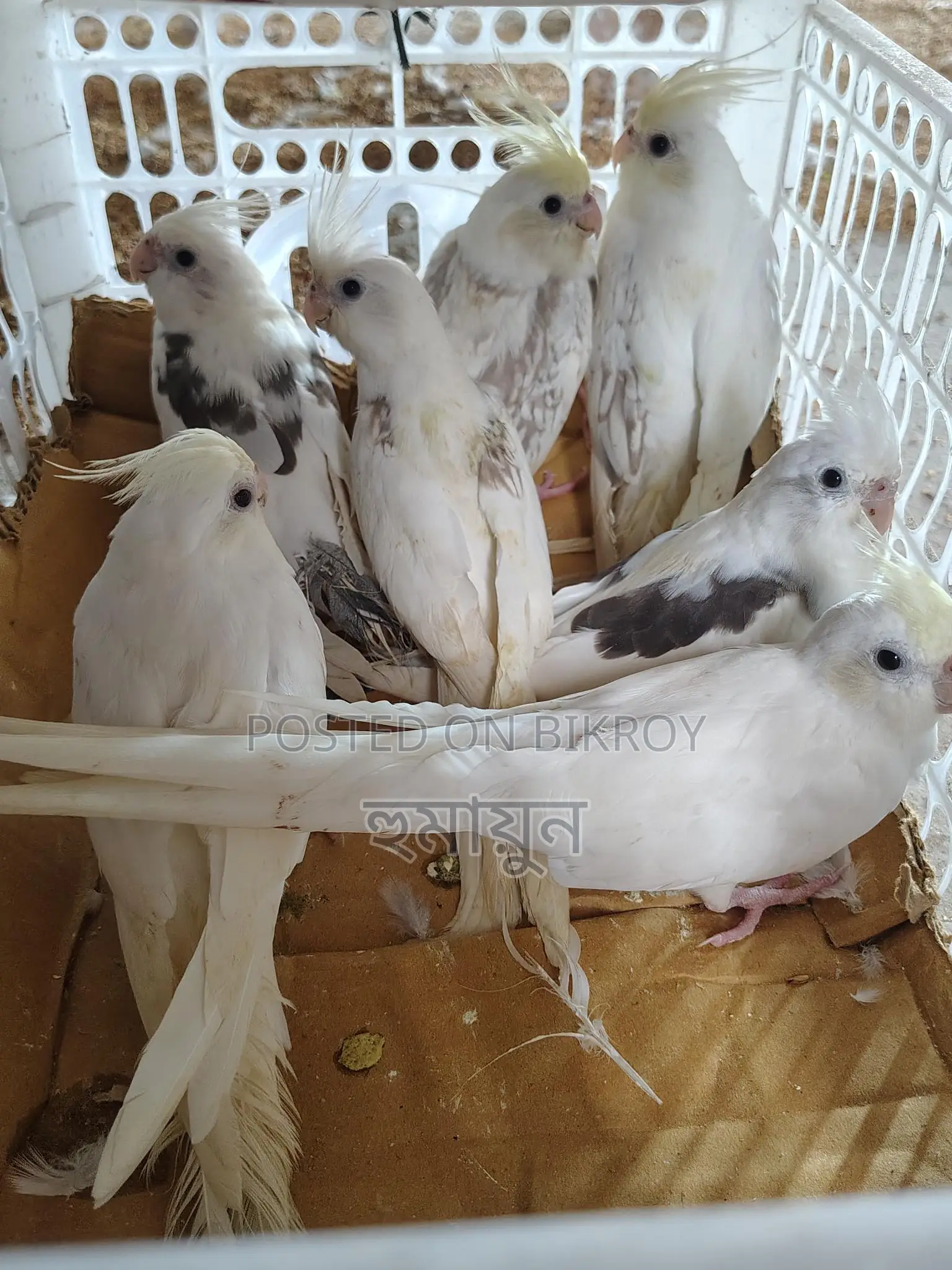 Some Cockatiels for sale