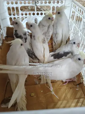 কিছু ককাটেল সেল হবে