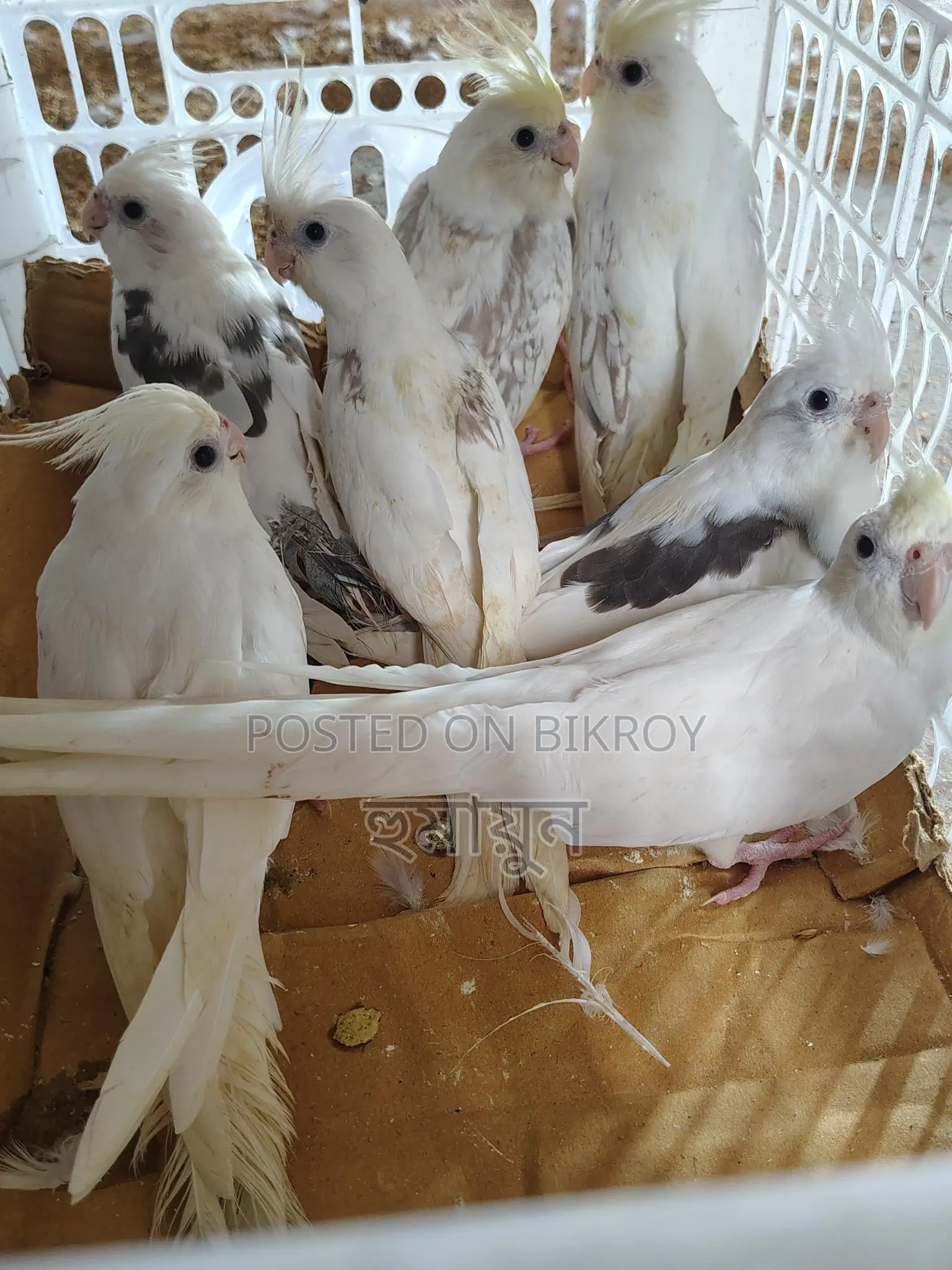Some Cockatiels for sale